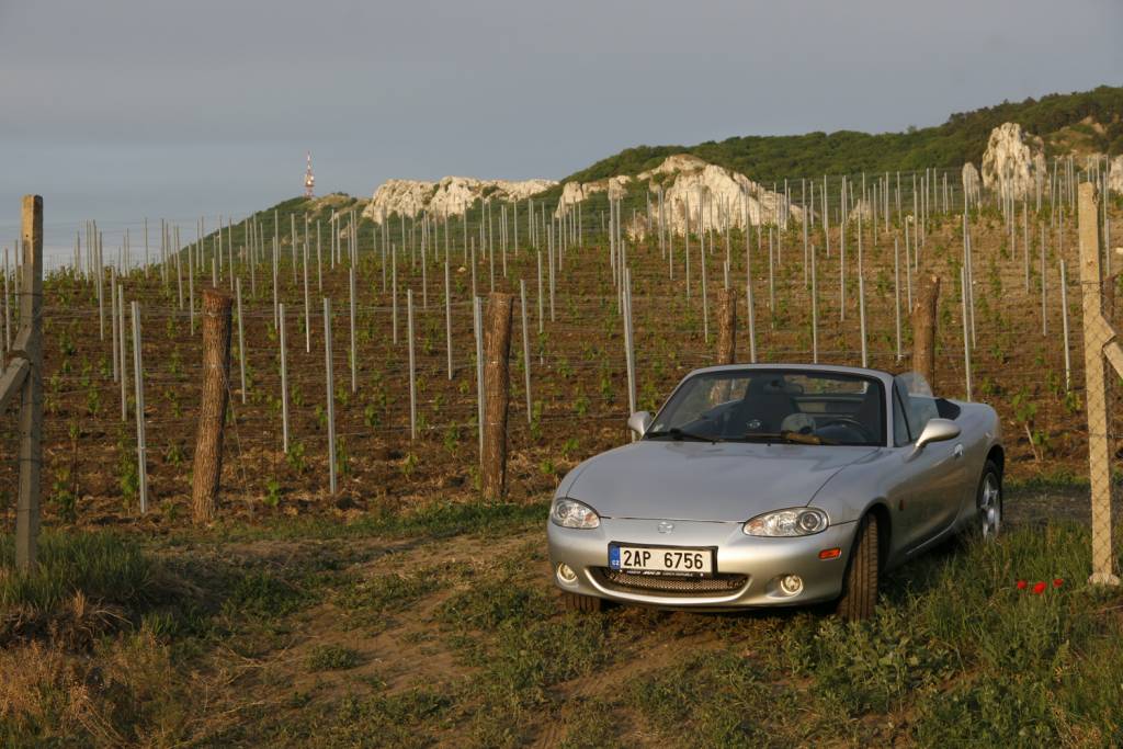 Večerní pauza na vinici